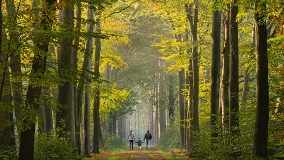 Rear view on Young family walking on avenue in autumn colors