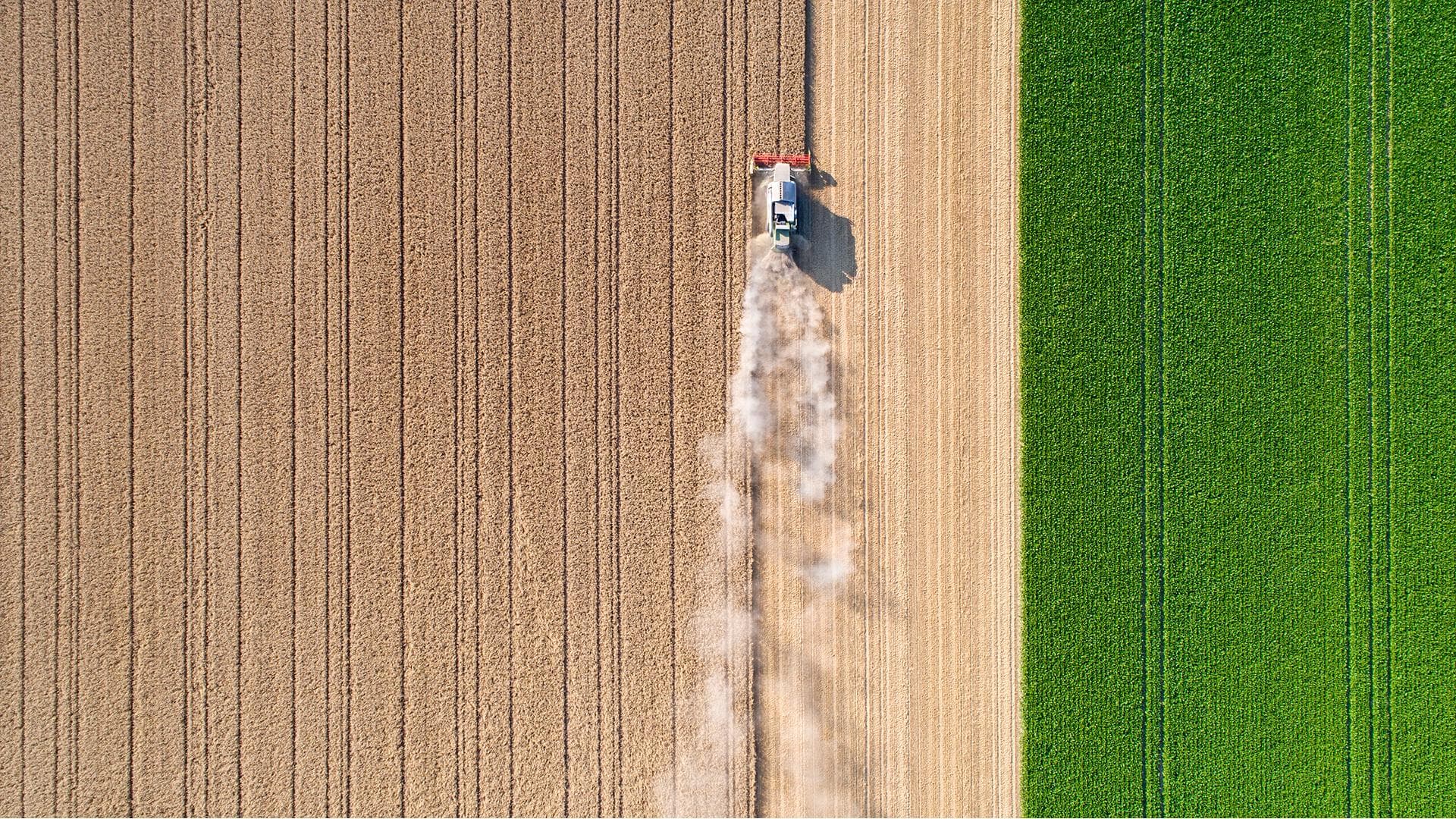 Aerial view of a tractor harvesting wheat fields.
