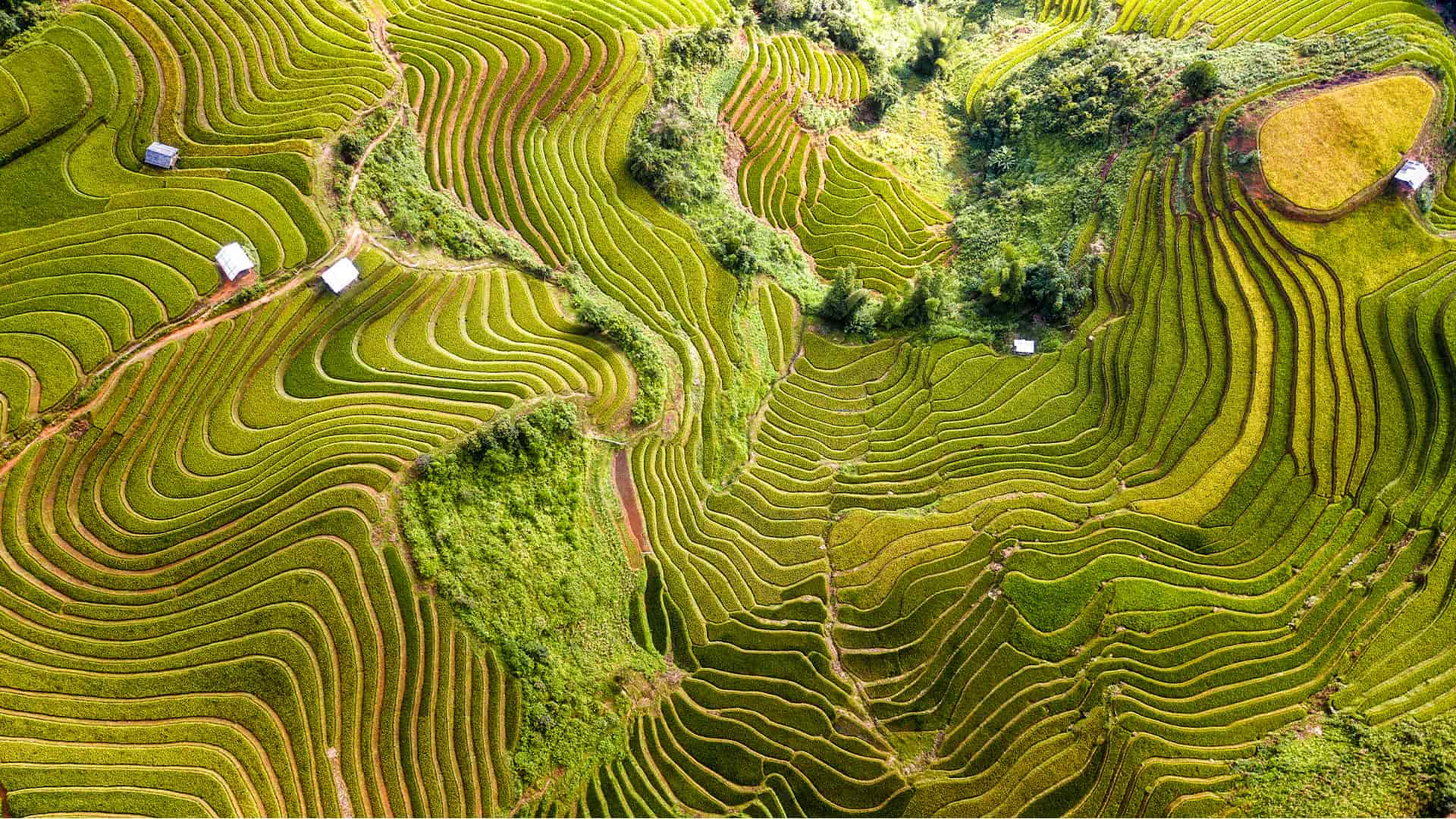 Top view from drone of green rice terrace field with shape and pattern at mu cang chai, Vietnam