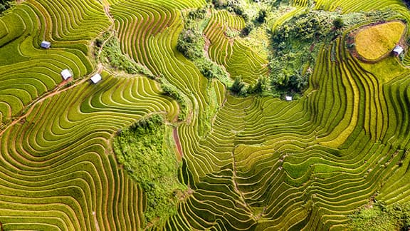 Top view from drone of green rice terrace field with shape and pattern at mu cang chai, Vietnam