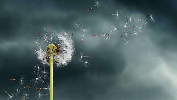 Dandelion blowing in the wind with stormy clouds