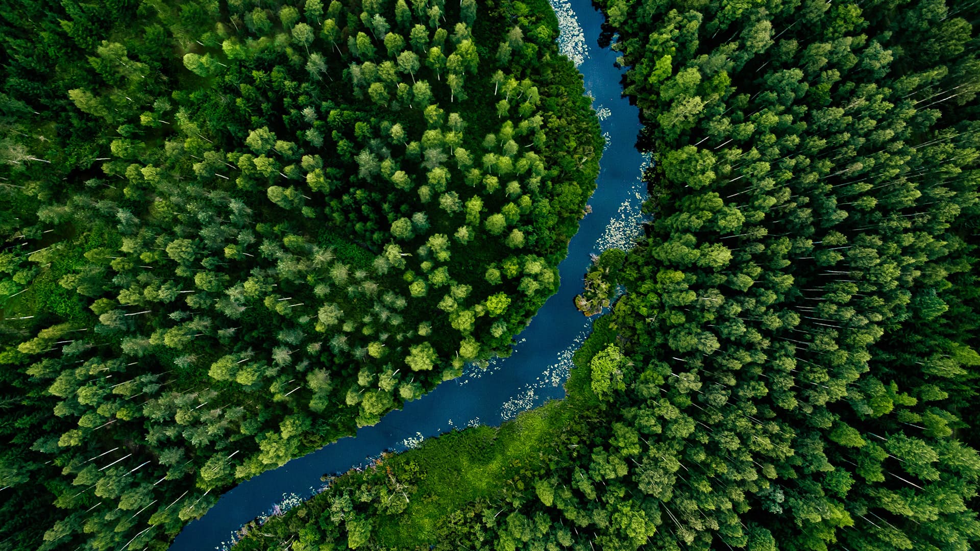 Aerial view of green grass forest with tall pine trees and blue bendy river flowing through the forest